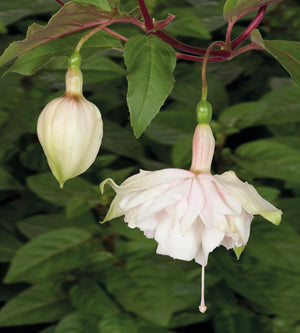 Verenpisara 'Pink Marshmallow' 3 kpl