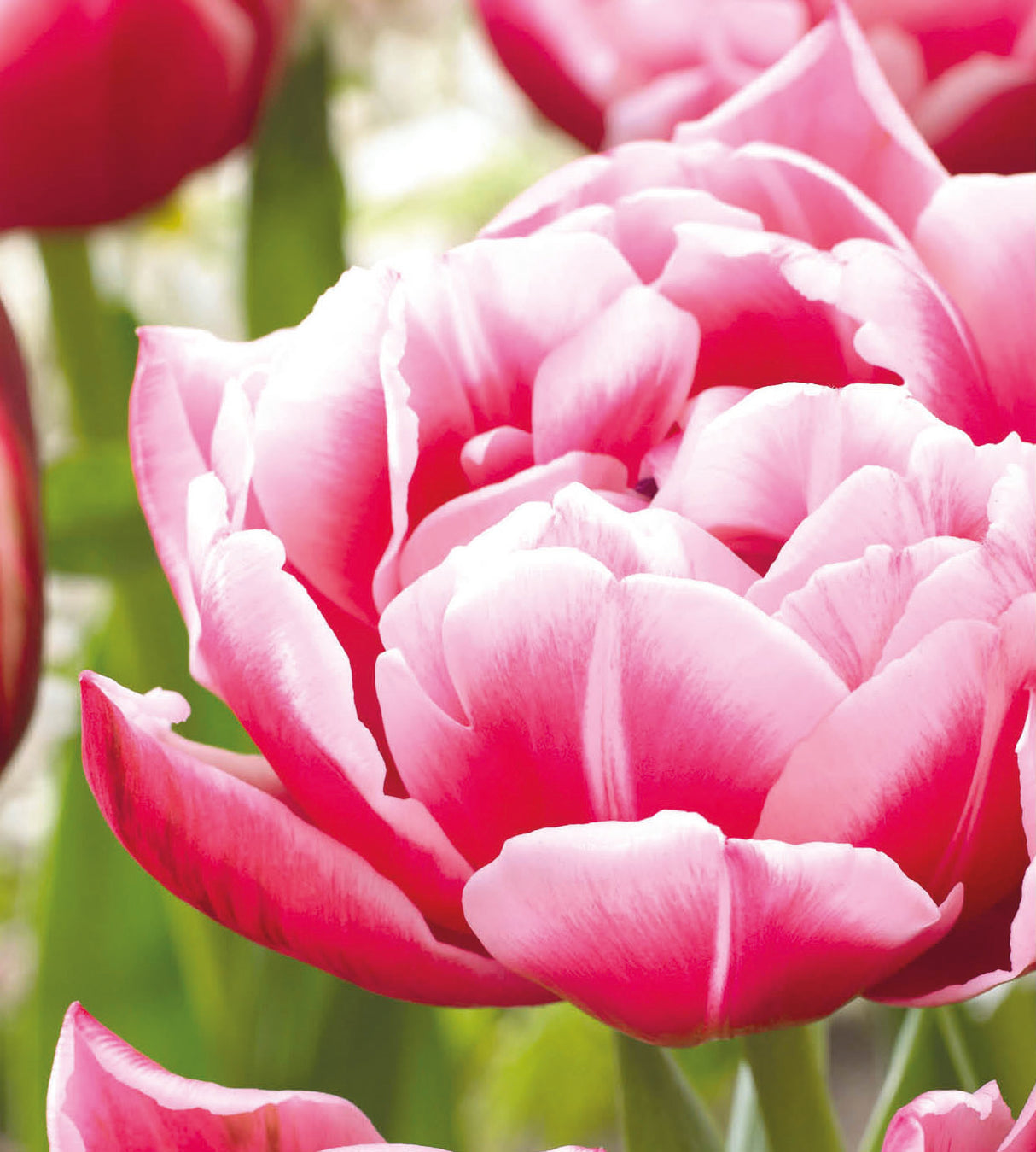 5 kpl Tulppaani 'Columbus'