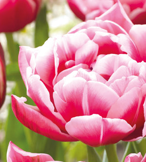 15 kpl Tulppaani 'Columbus'