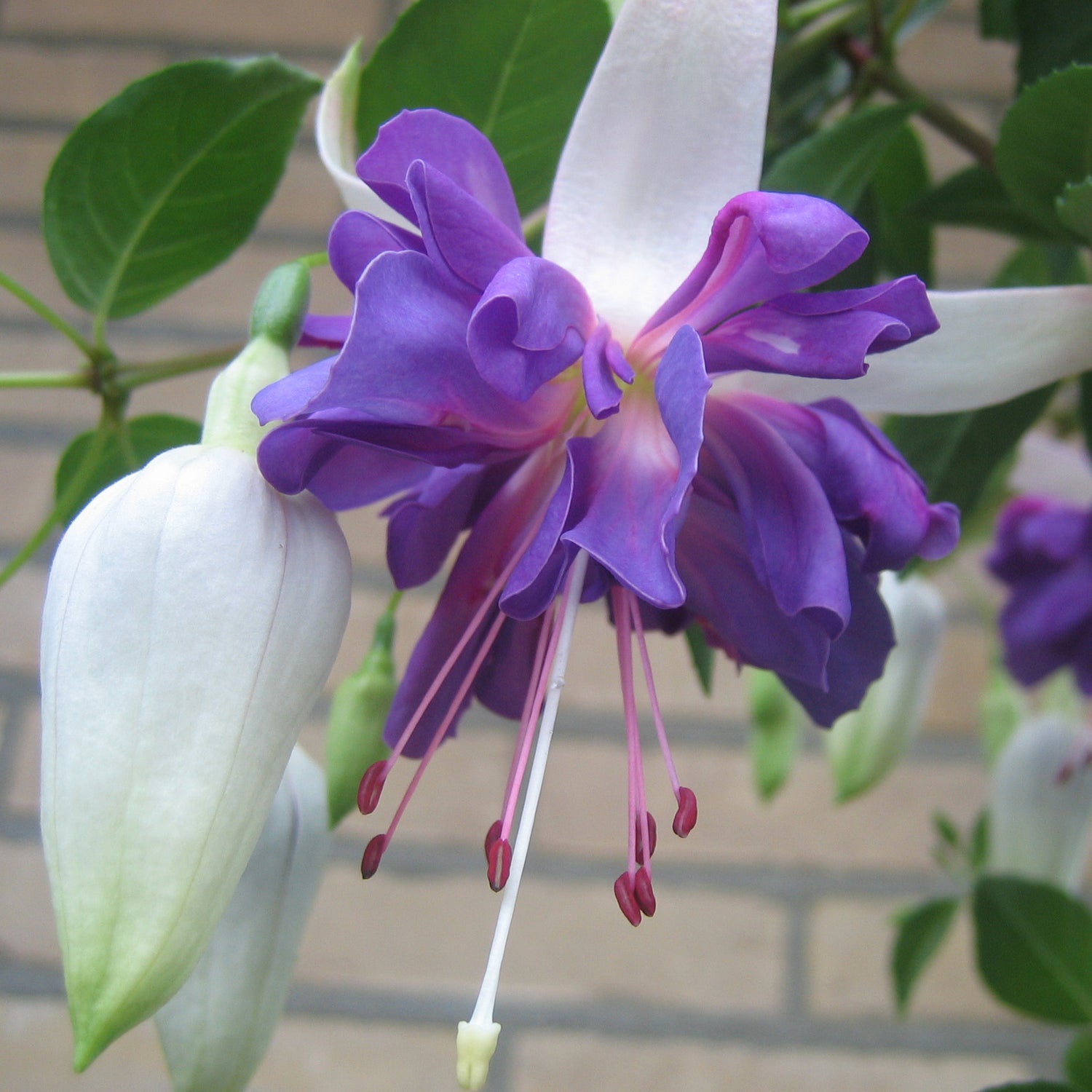 3 kpl Verenpisara 'Blue Angel'