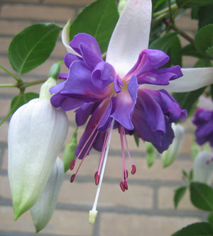 3 kpl Verenpisara 'Blue Angel'