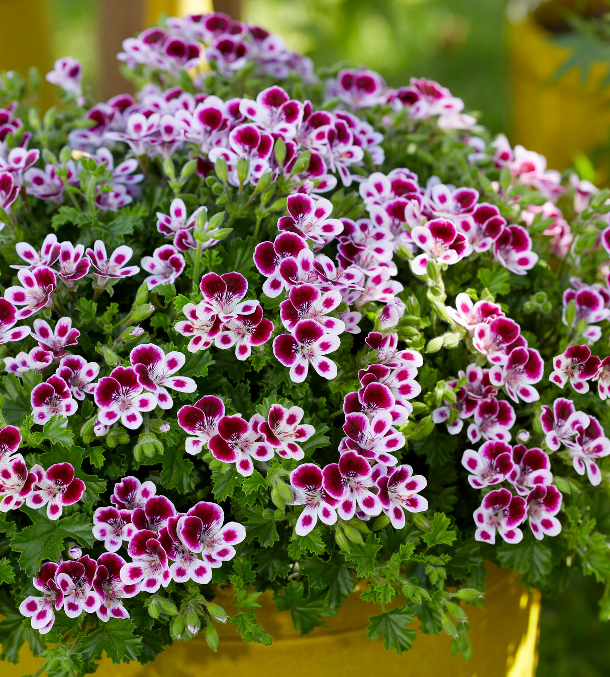 Tuoksupelargoni lajitelma 3 kpl (1+1+1)