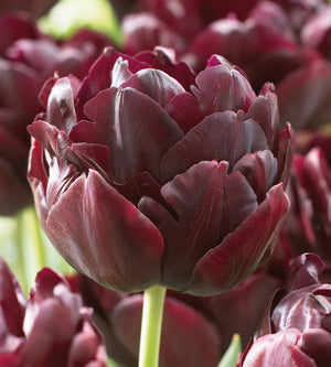 15 kpl Tulppaani 'Black Hero'