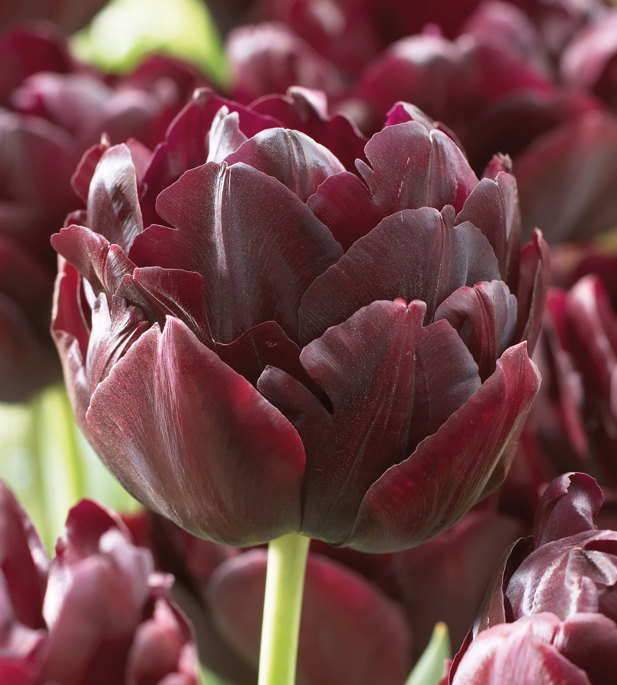 5 kpl Tulppaani 'Black Hero'