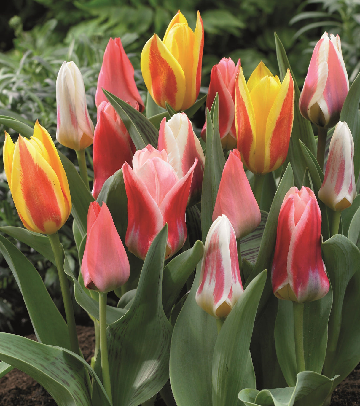 Matalat Tulppaanit Mix 10 kpl