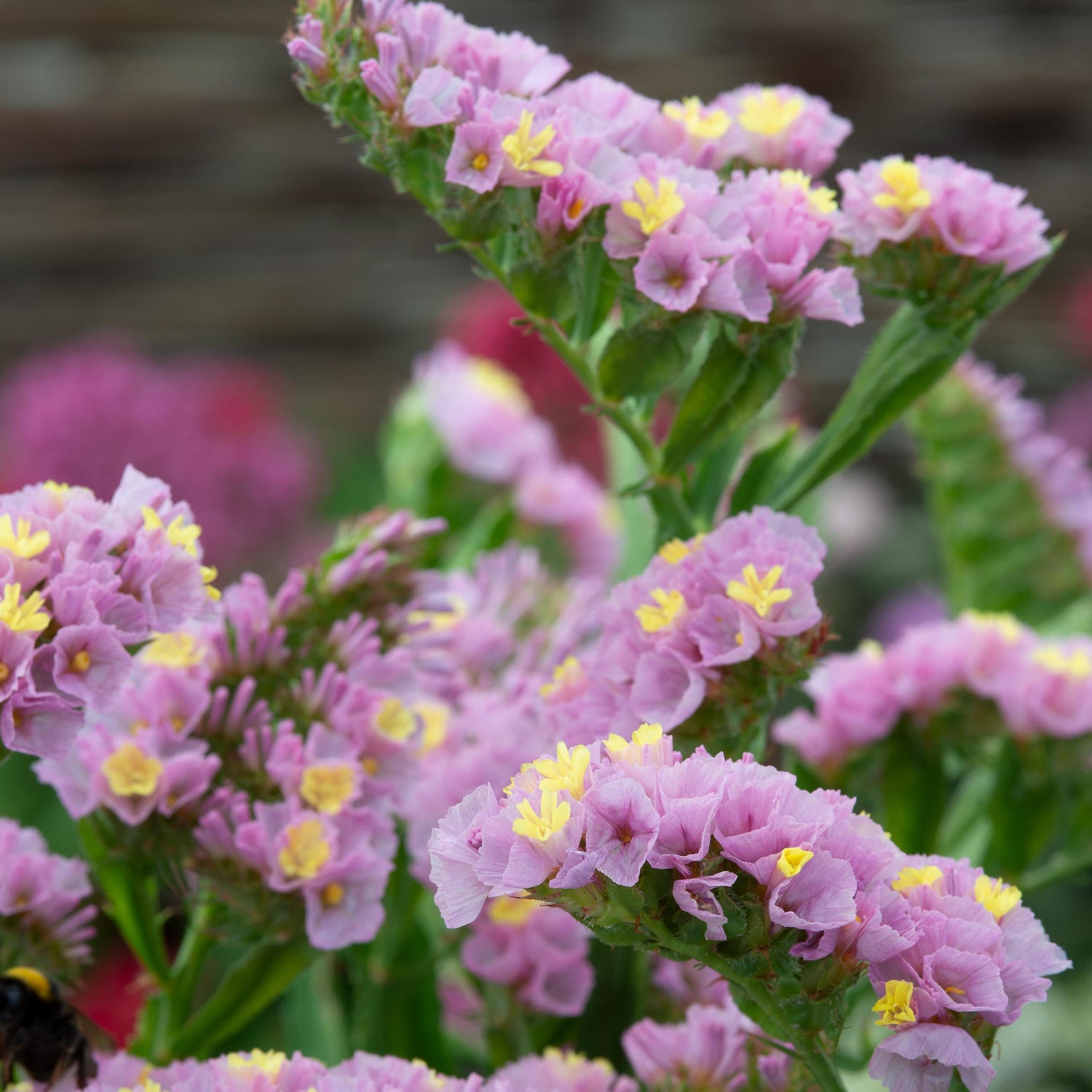 Sini-ikiviuhko 'Rose-Yellow' 3 kpl