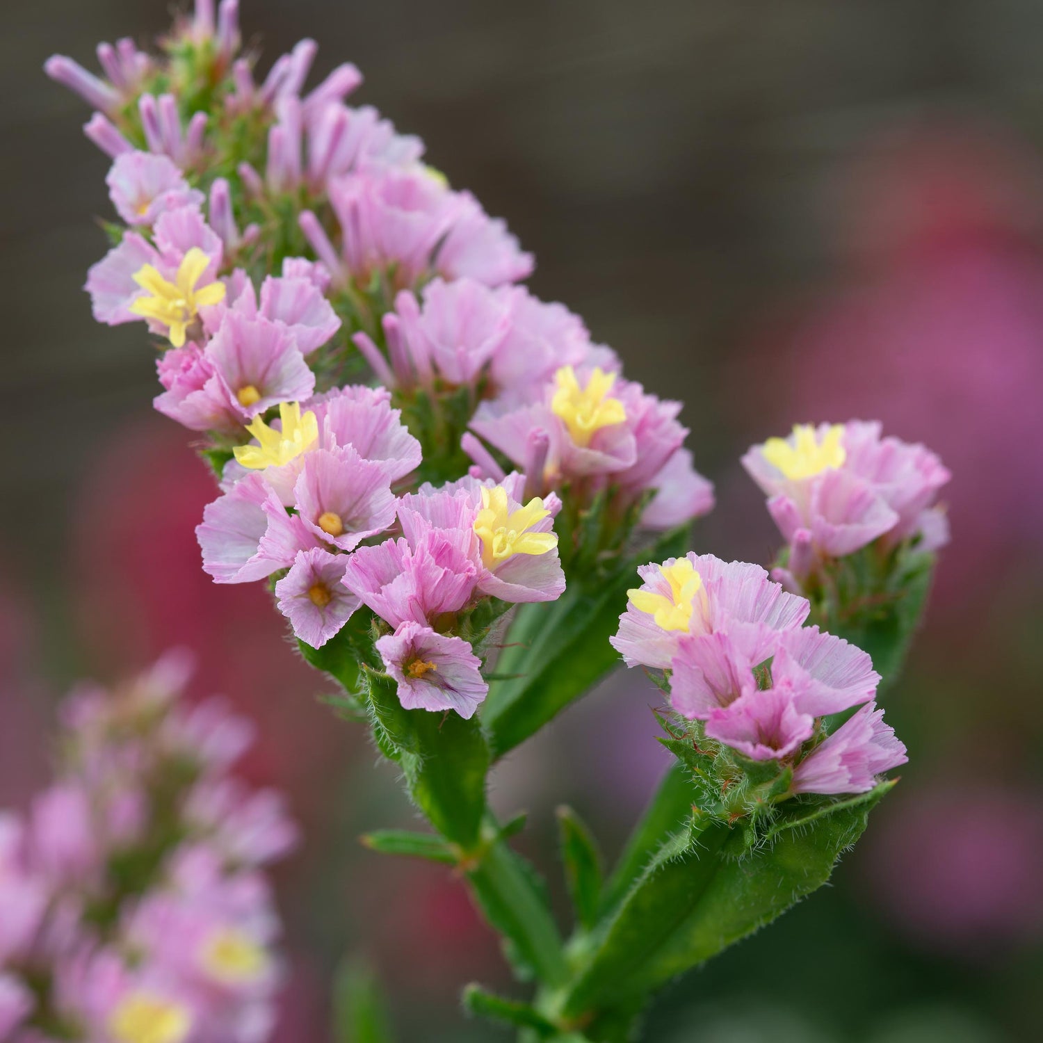 Sini-ikiviuhko 'Rose-Yellow' 3 kpl