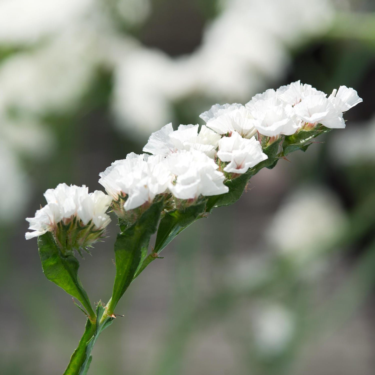 Sini-ikiviuhko 'White' 3 kpl