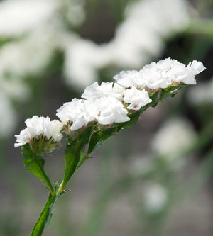 Sini-ikiviuhko 'White' 3 kpl
