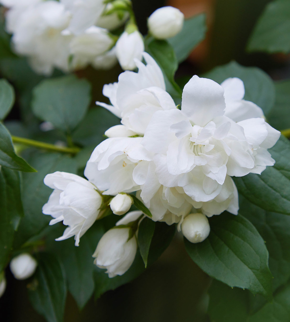 3 kpl Kameliajasmike 'Snowbelle'