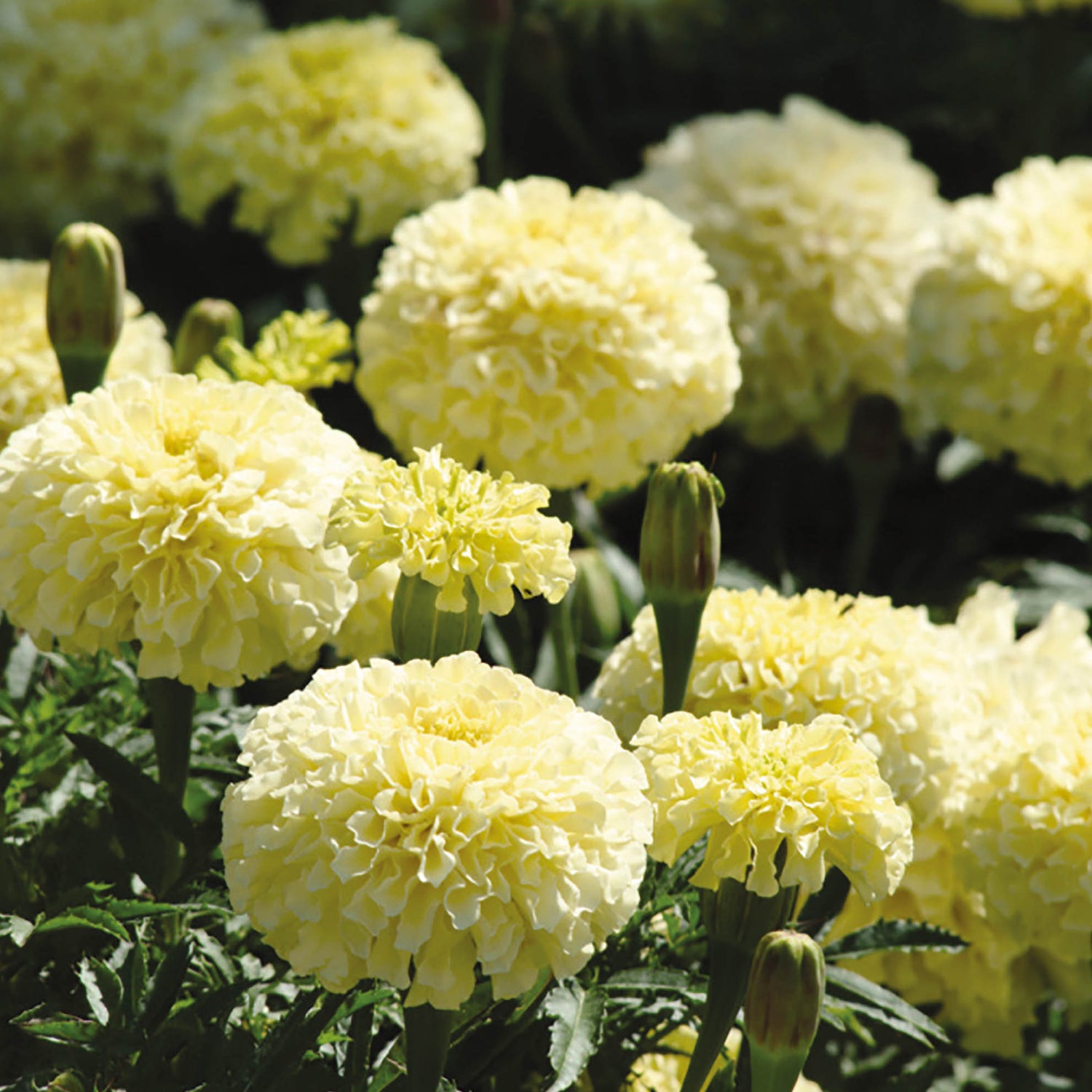 6 kpl Isosamettikukka ’Vanilla’