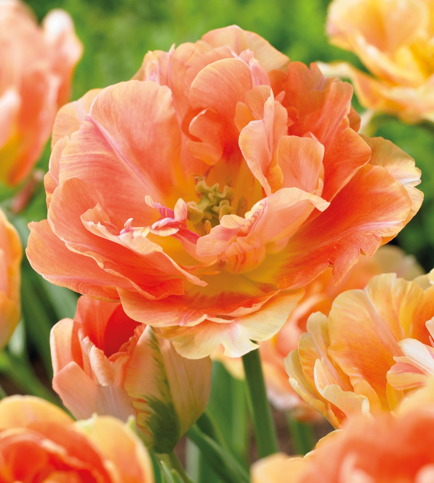 15 kpl Tulppaani 'Charming Beauty'