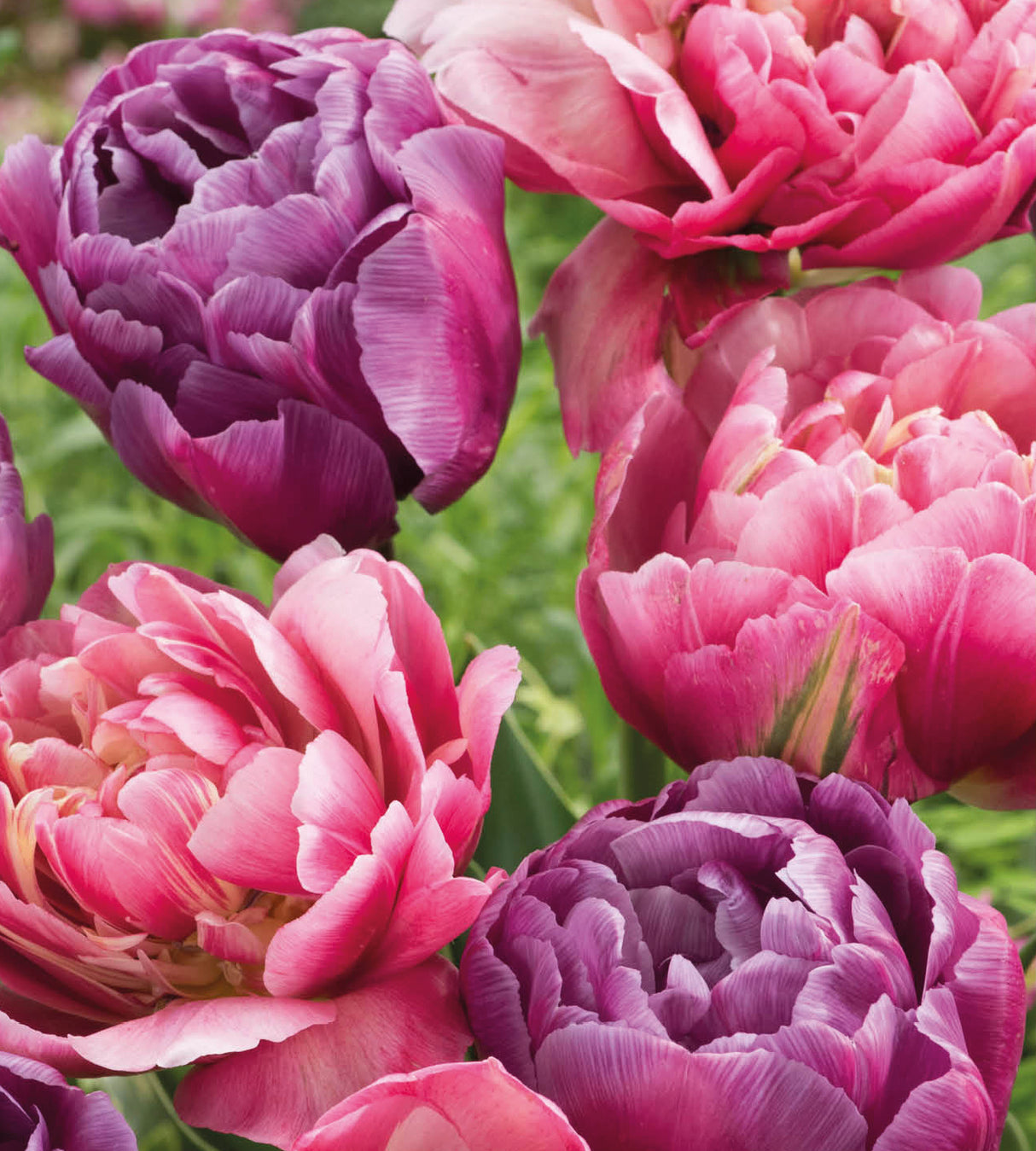 20 kpl Tulppaani 'Dream' (10+10)