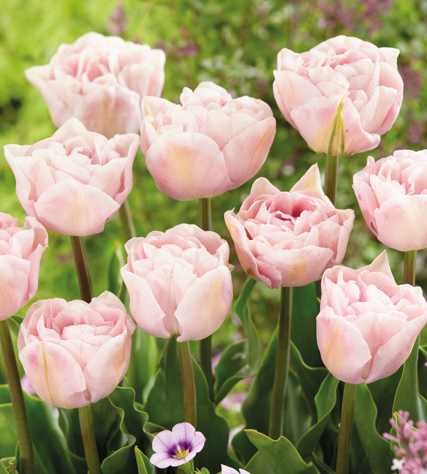 5 kpl Tulppaani ’Angelique’