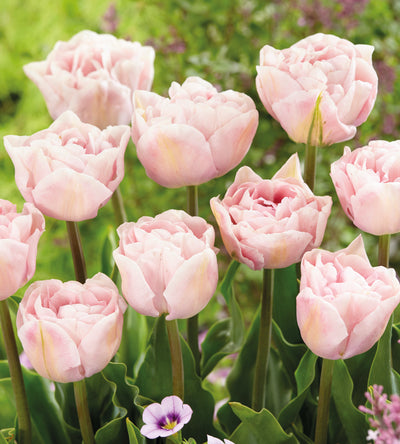 5 kpl Tulppaani ’Angelique’