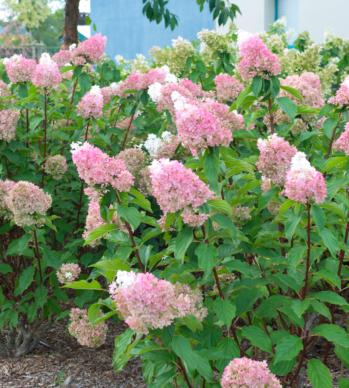 3 kpl Syyshortensia 'Sundae Fraise'