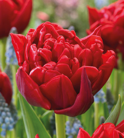 5 kpl Tulppaani 'Miranda'