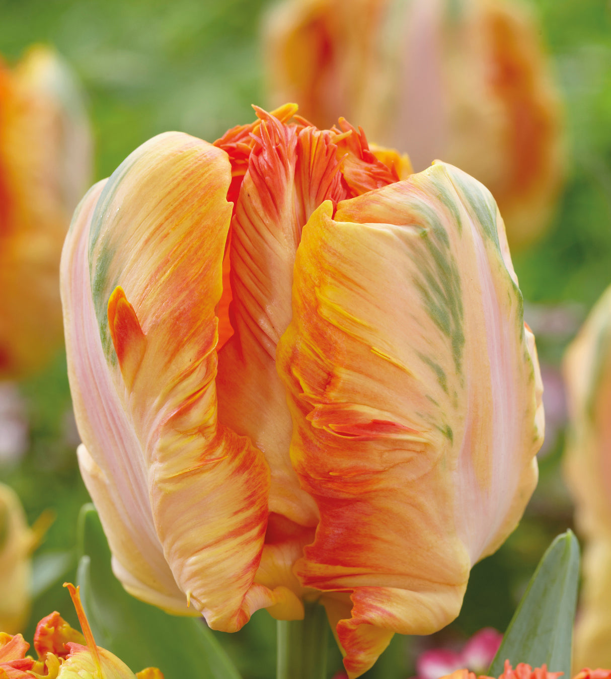 5 kpl Tulppaani ’Parrot King’