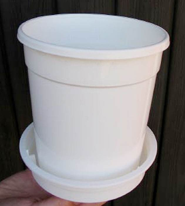 5 kpl Amaryllis KerhoSpecial