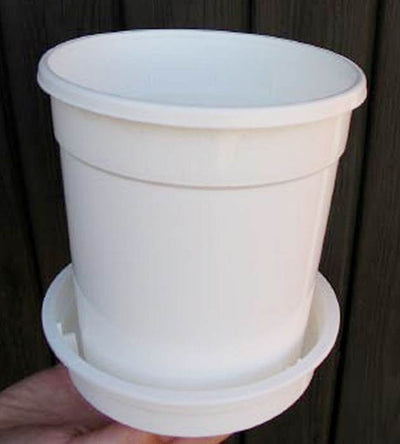 5 kpl Amaryllis KerhoSpecial