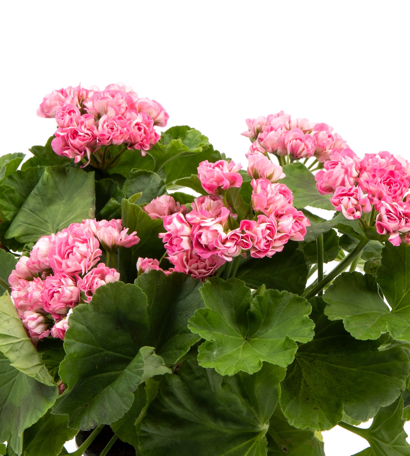 3 kpl Pelargoni ’Prinsesse Filippa’