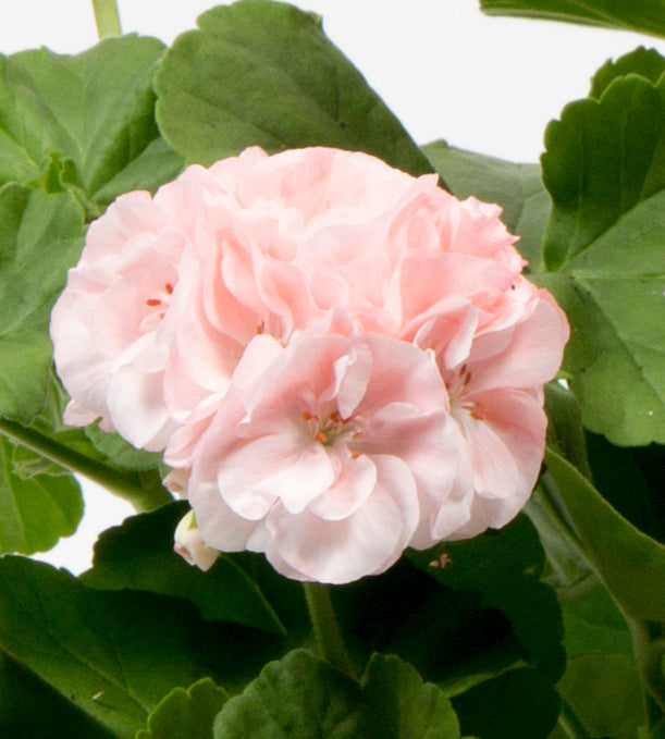 Pelargoni ’Dronning Ingrid' 3 kpl