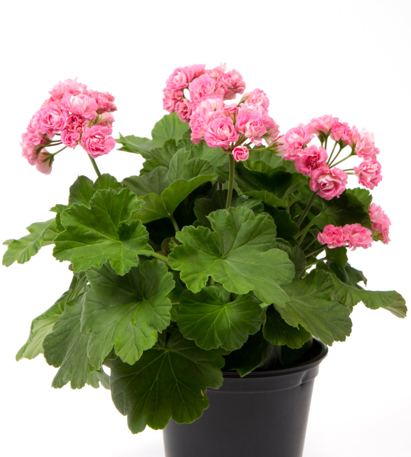 3 kpl Pelargoni ’Prinsesse Filippa’