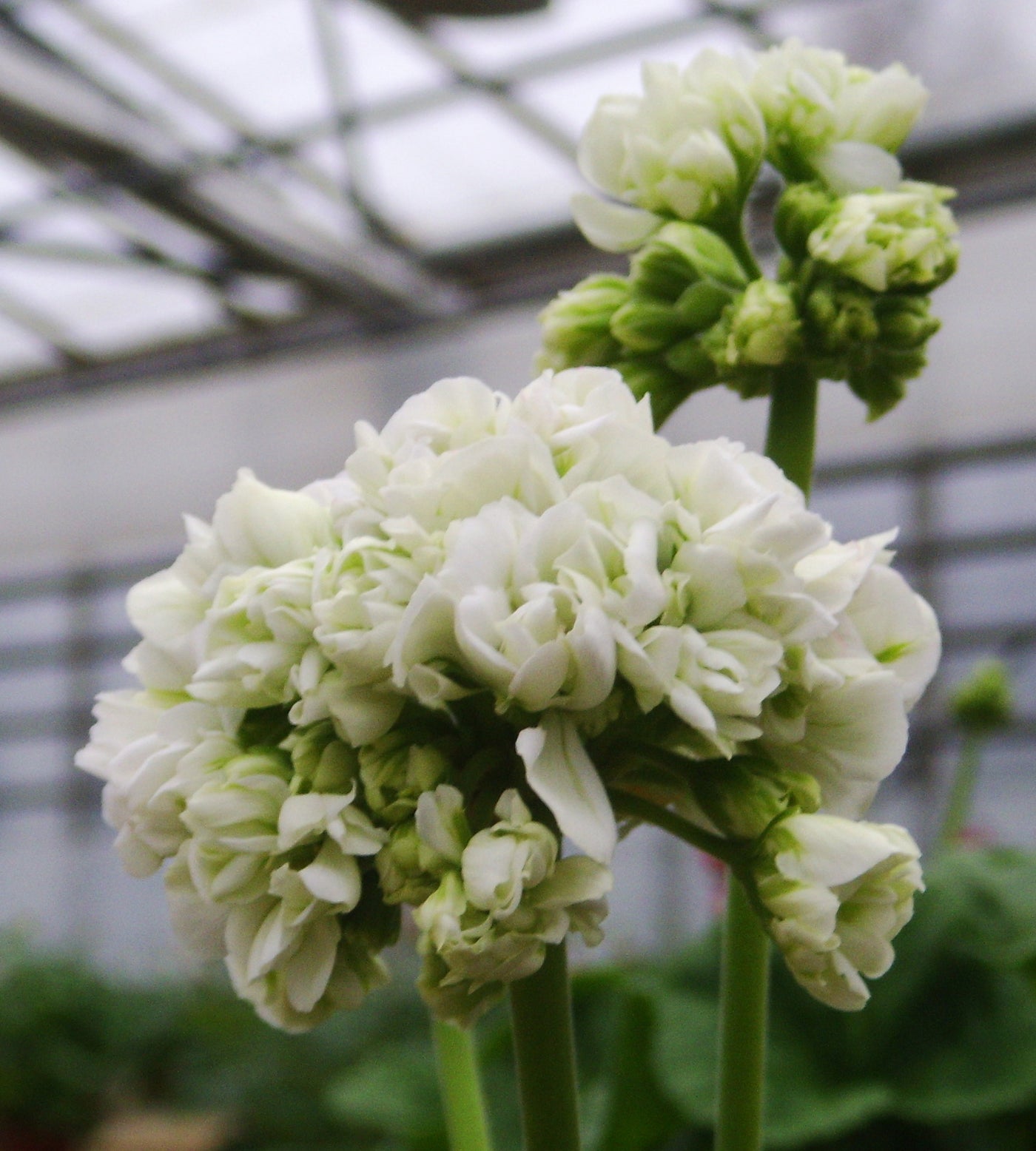 3 kpl Pelargoni ’Mary’