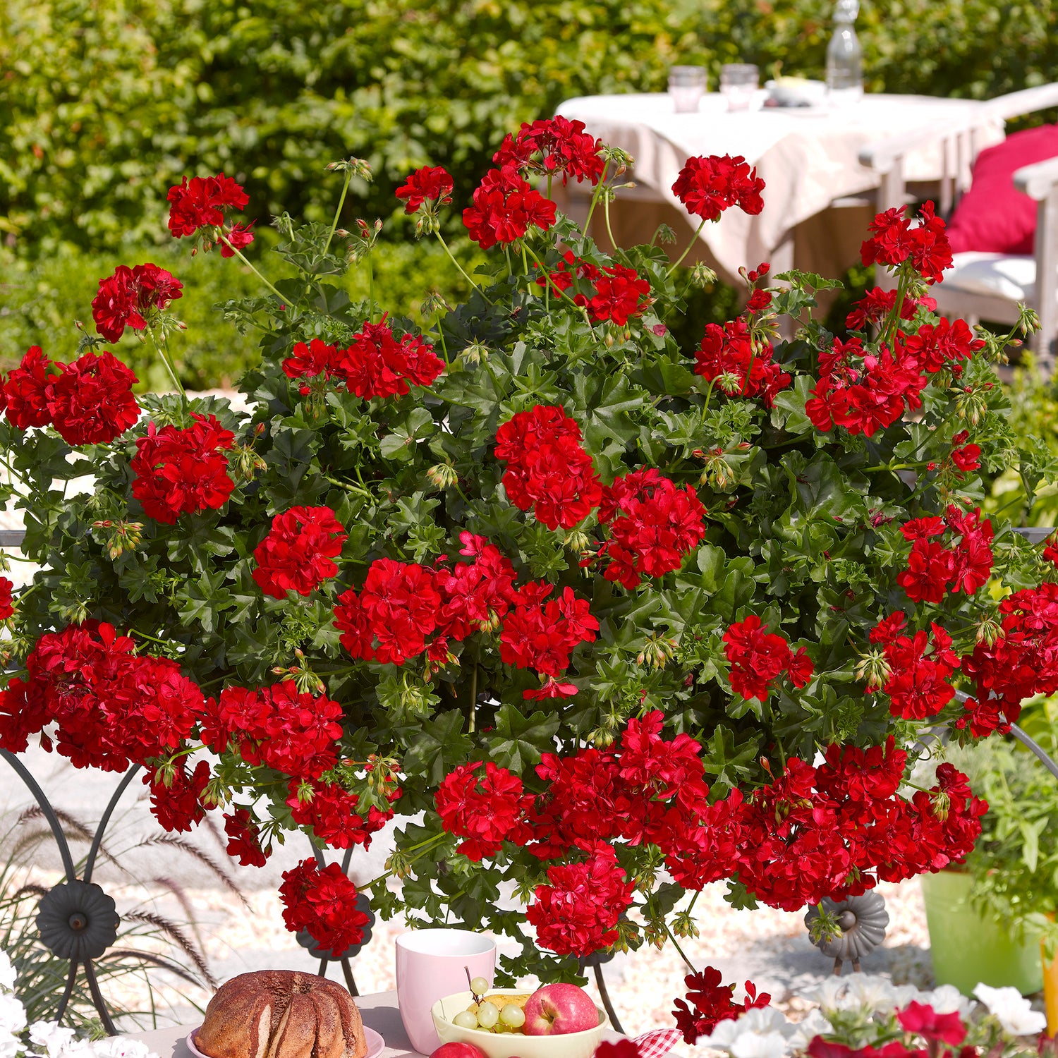 Riippapelargoni 'Paula' 3 kpl