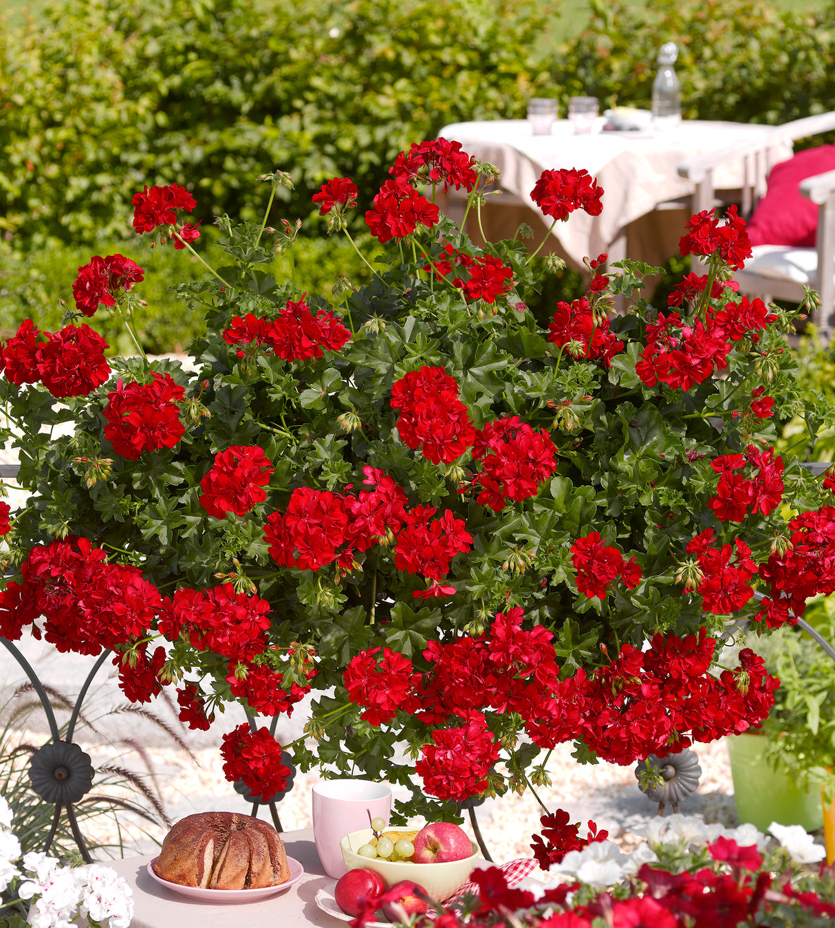 Riippapelargoni 'Paula' 3 kpl