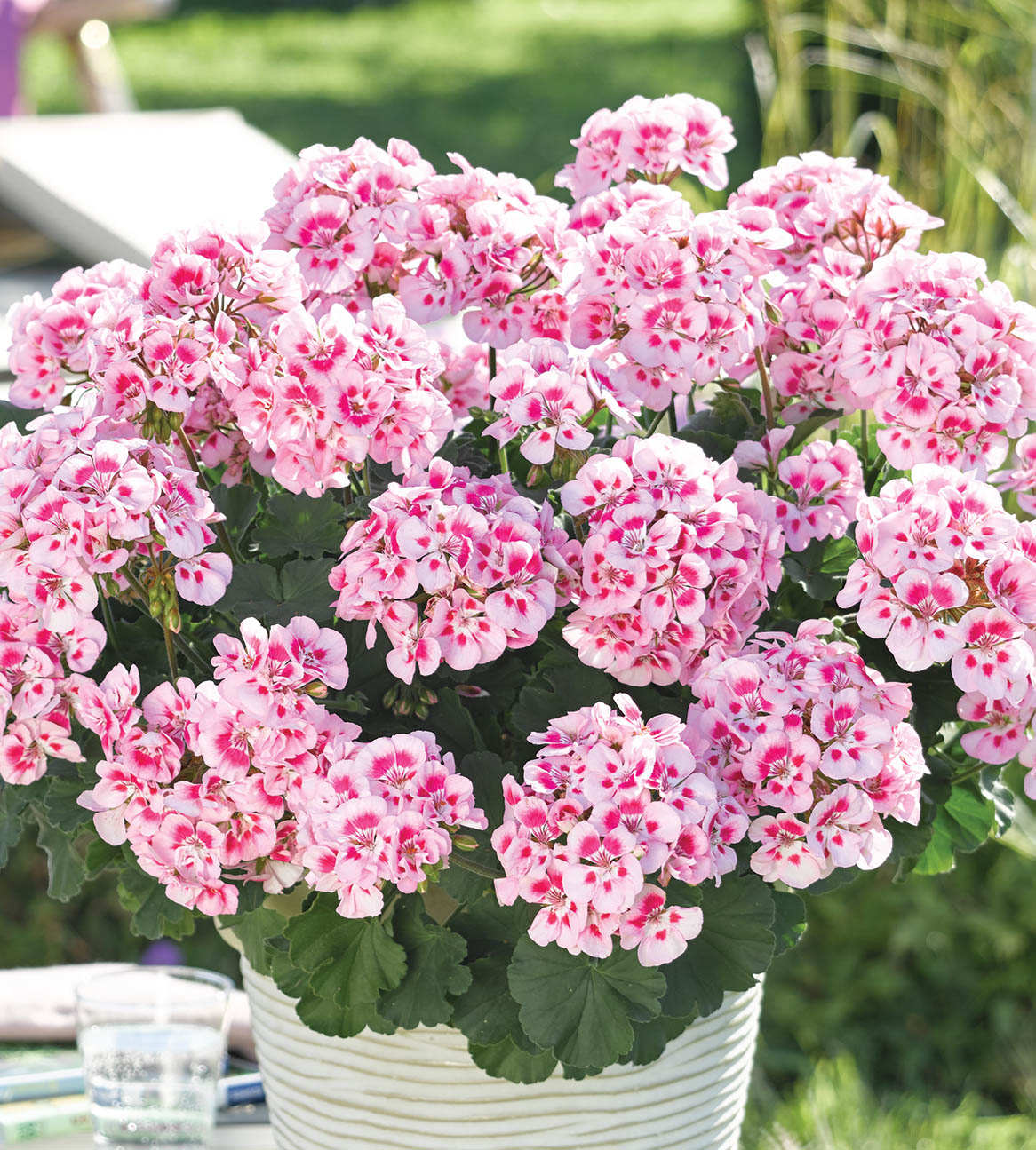 3 kpl Pelargoni ’Linus’