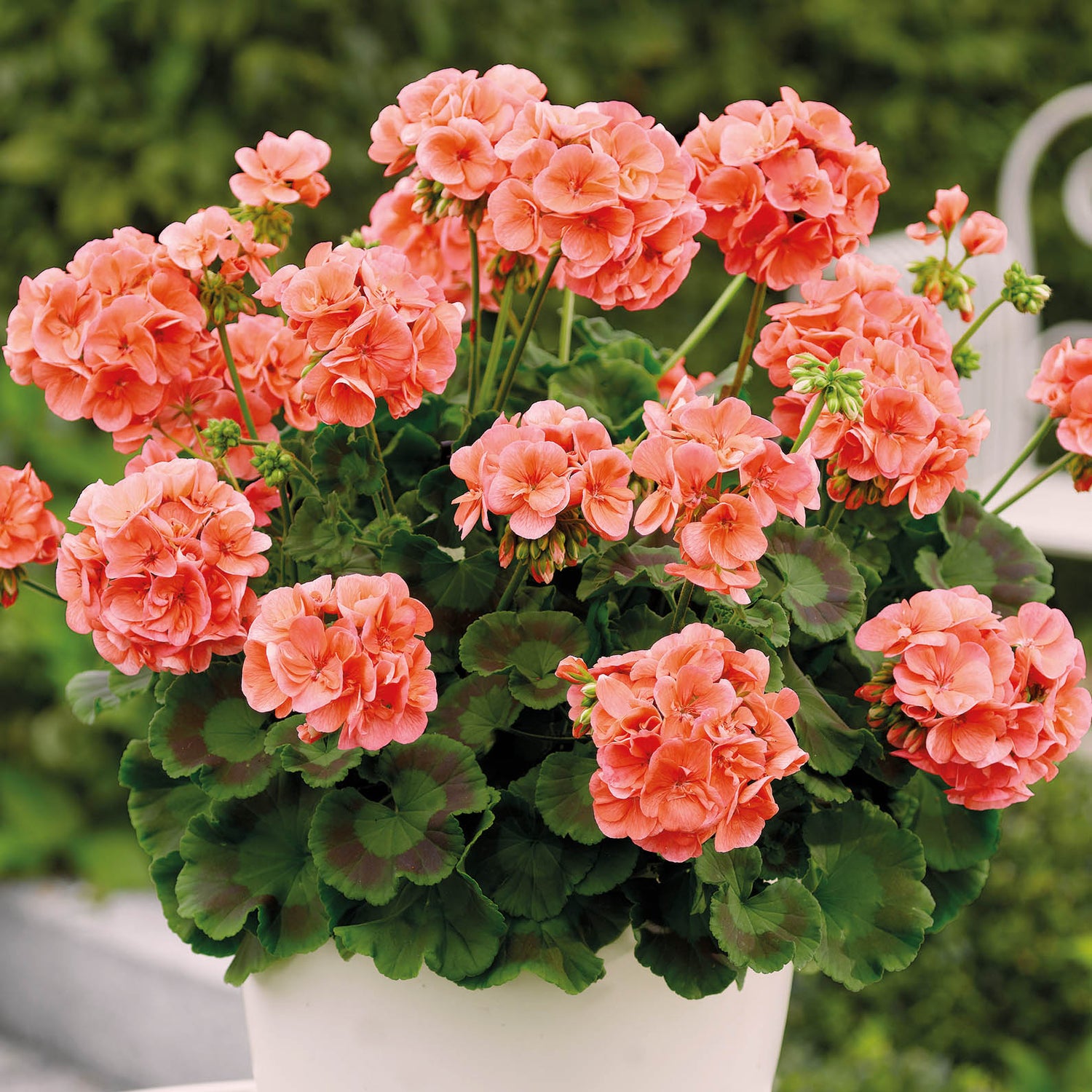 3 kpl Pelargoni ’Trend Salmon’