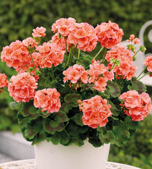Pelargoni ’Trend Nora' 3 kpl
