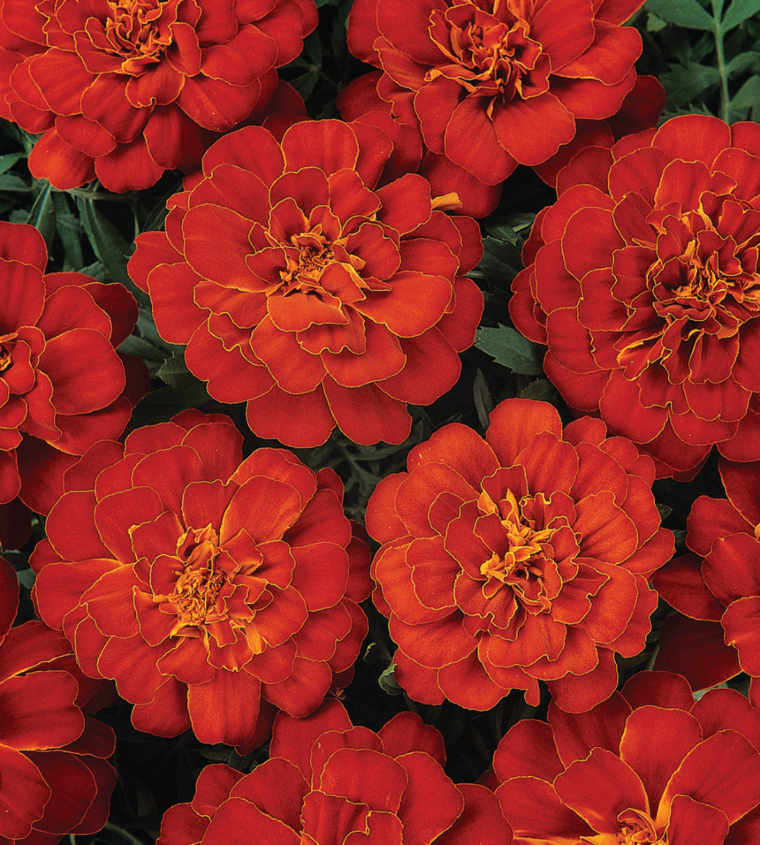 Samettikukka ’Durango Red' 12 kpl