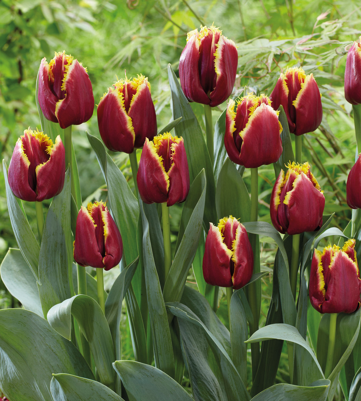 5 kpl Tulppaani ’Mercure’