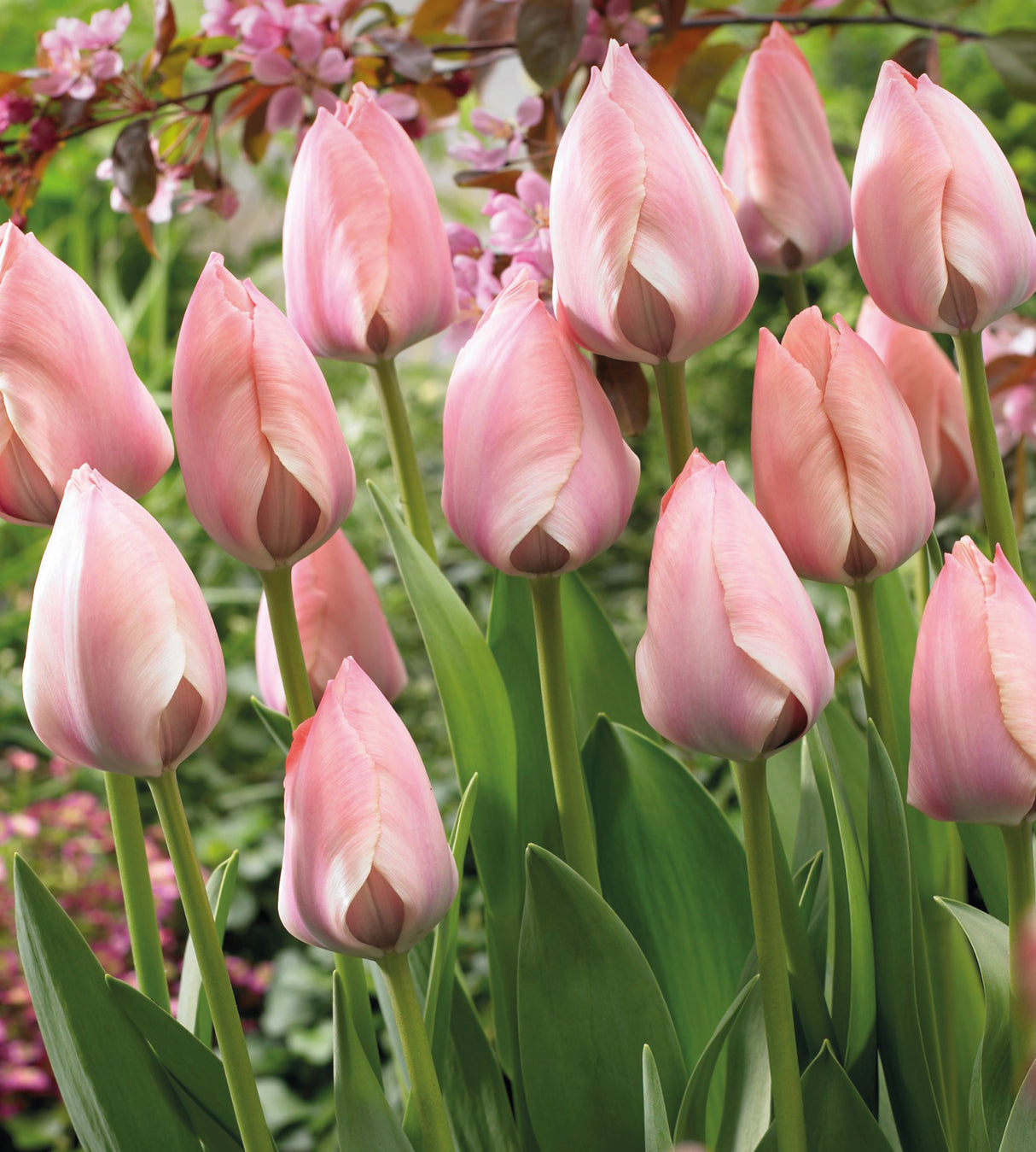 30 kpl Tulppaani ’Mystic van Eijk’