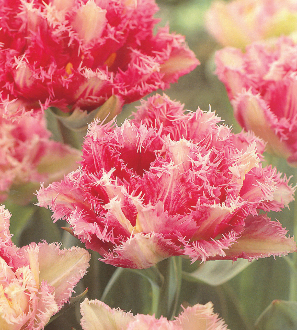 15 kpl Tulppaani 'Cool Crystal'