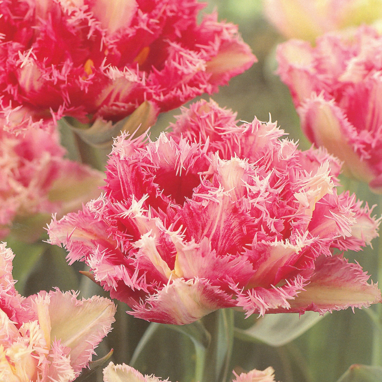5 kpl Tulppaani 'Cool Crystal'