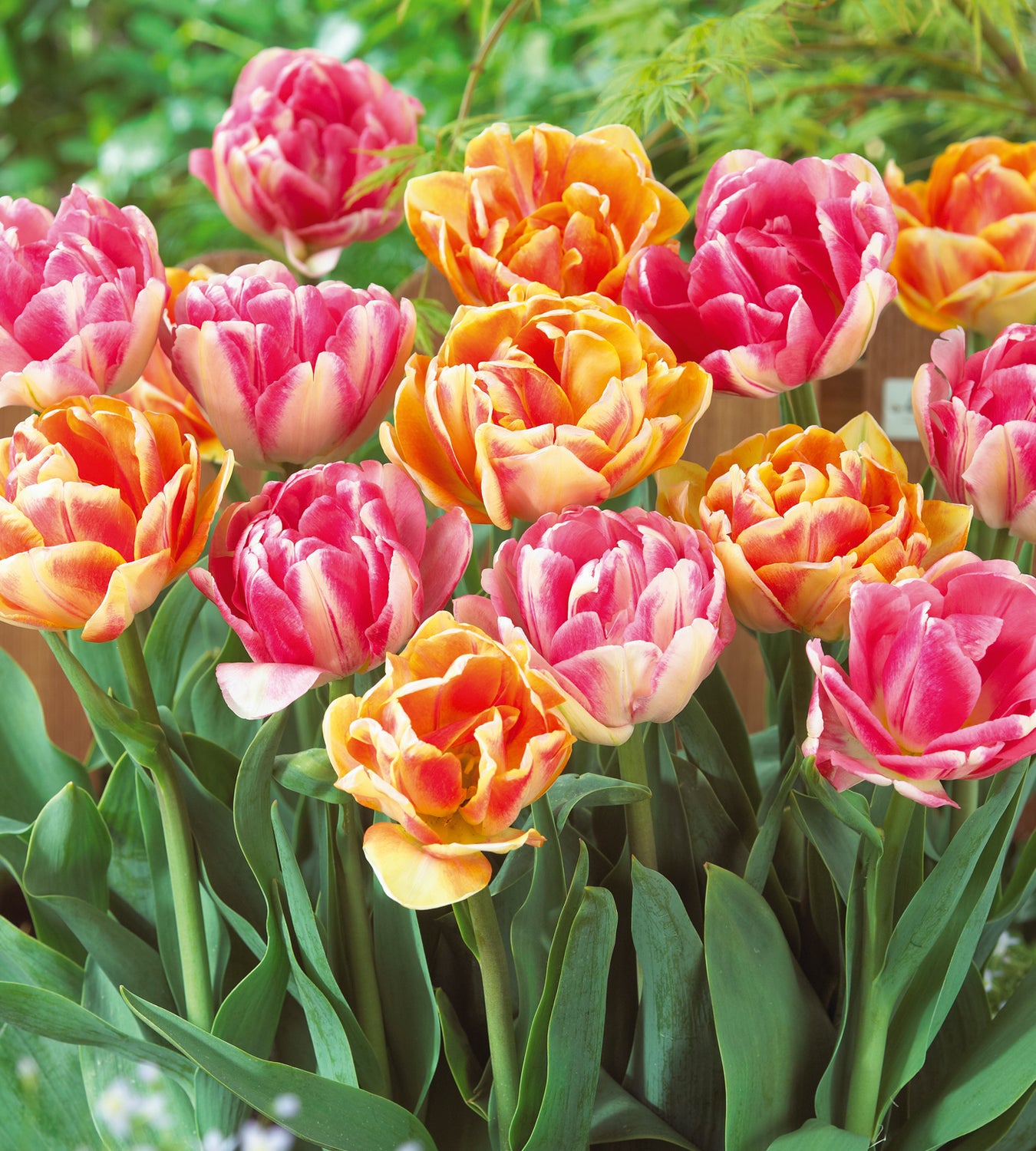 10 kpl Tulppaani 'Foxtrot' (5+5)