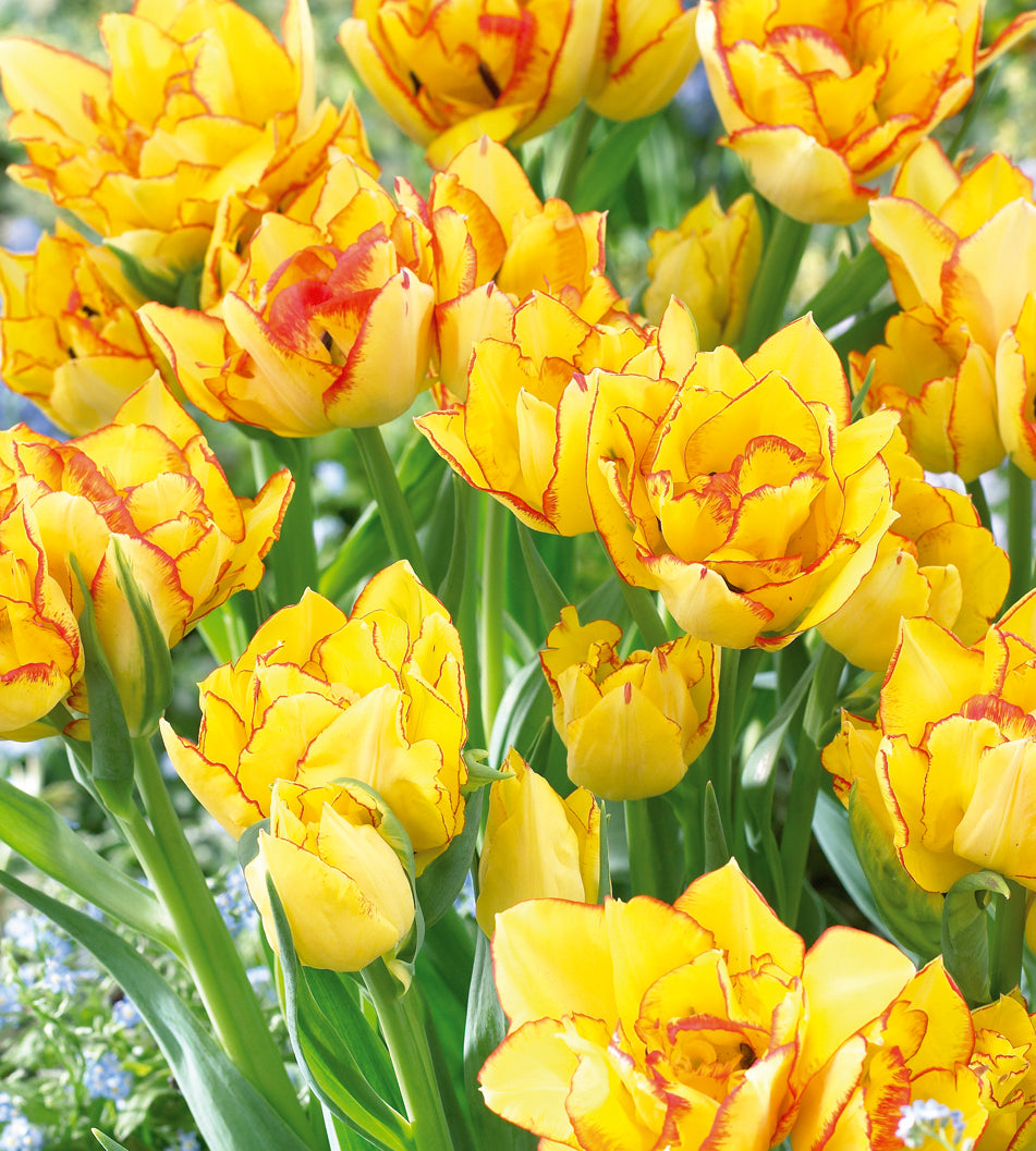5 kpl Tulppaani 'Aquilla'