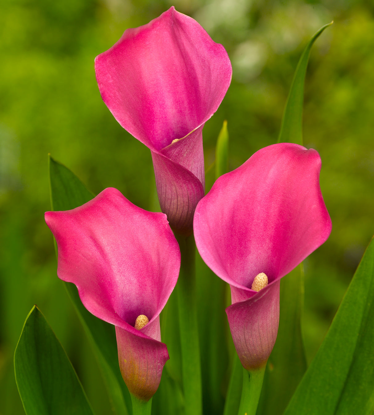 3 kpl Kalla 'Garnet Glow'