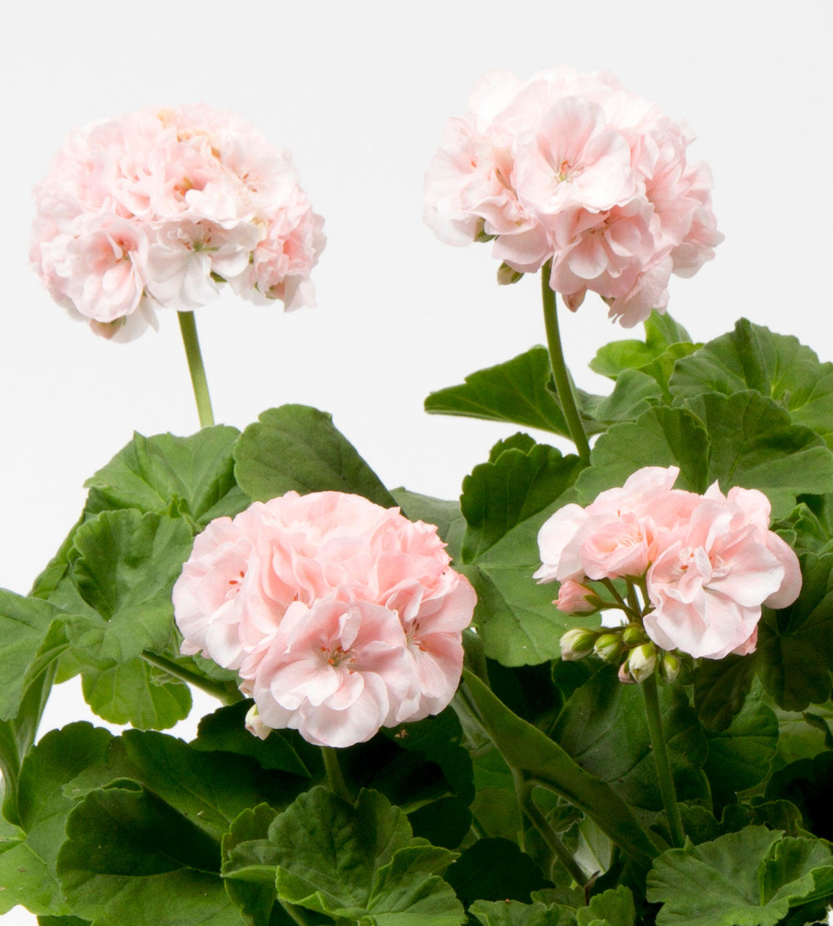 Pelargoni ’Dronning Ingrid' 3 kpl