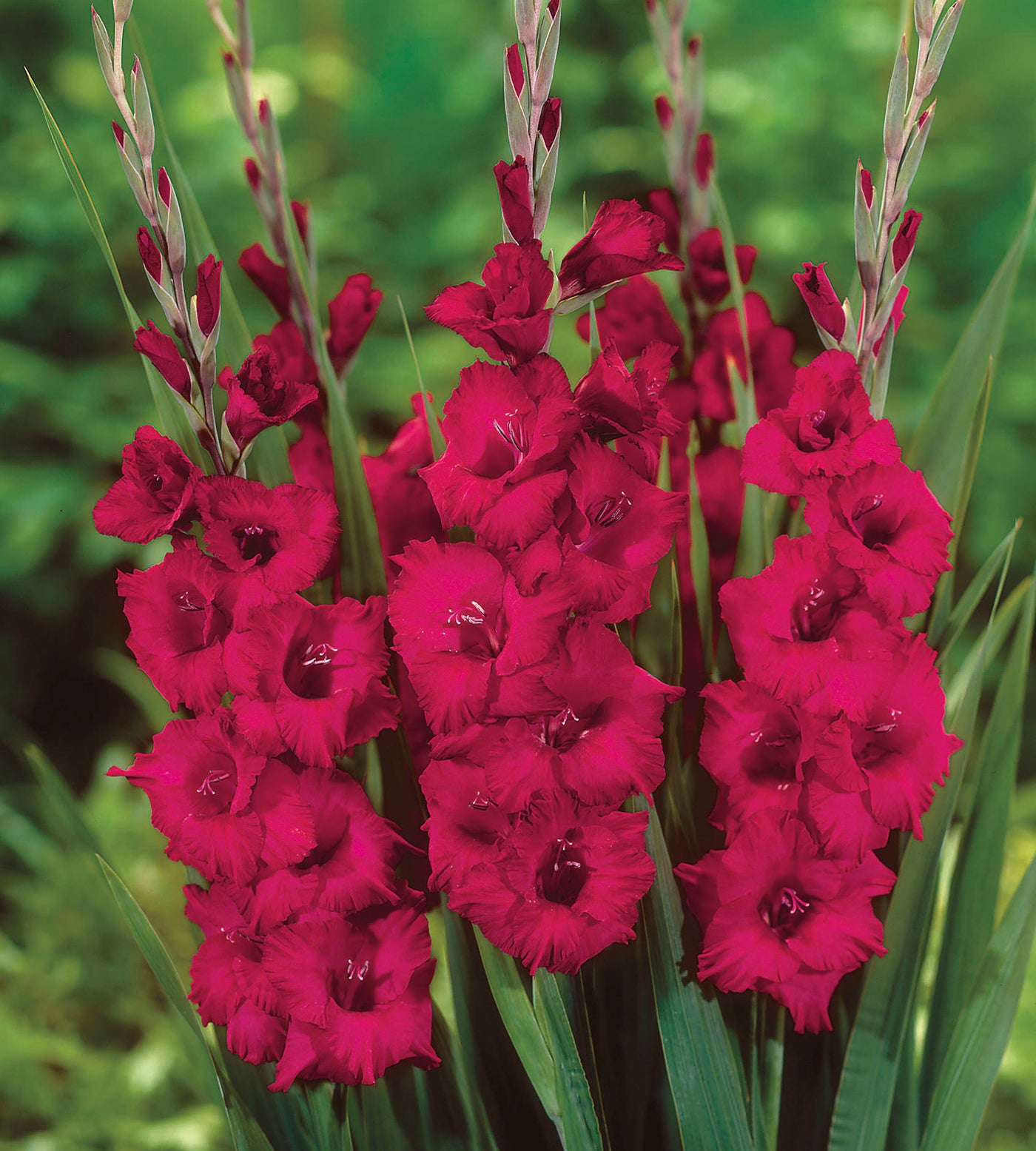 5 kpl Gladiolus ’Plum Tart’