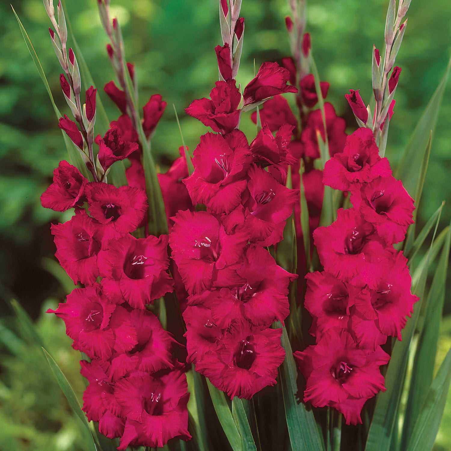 15 kpl Gladiolus ’Plum Tart’