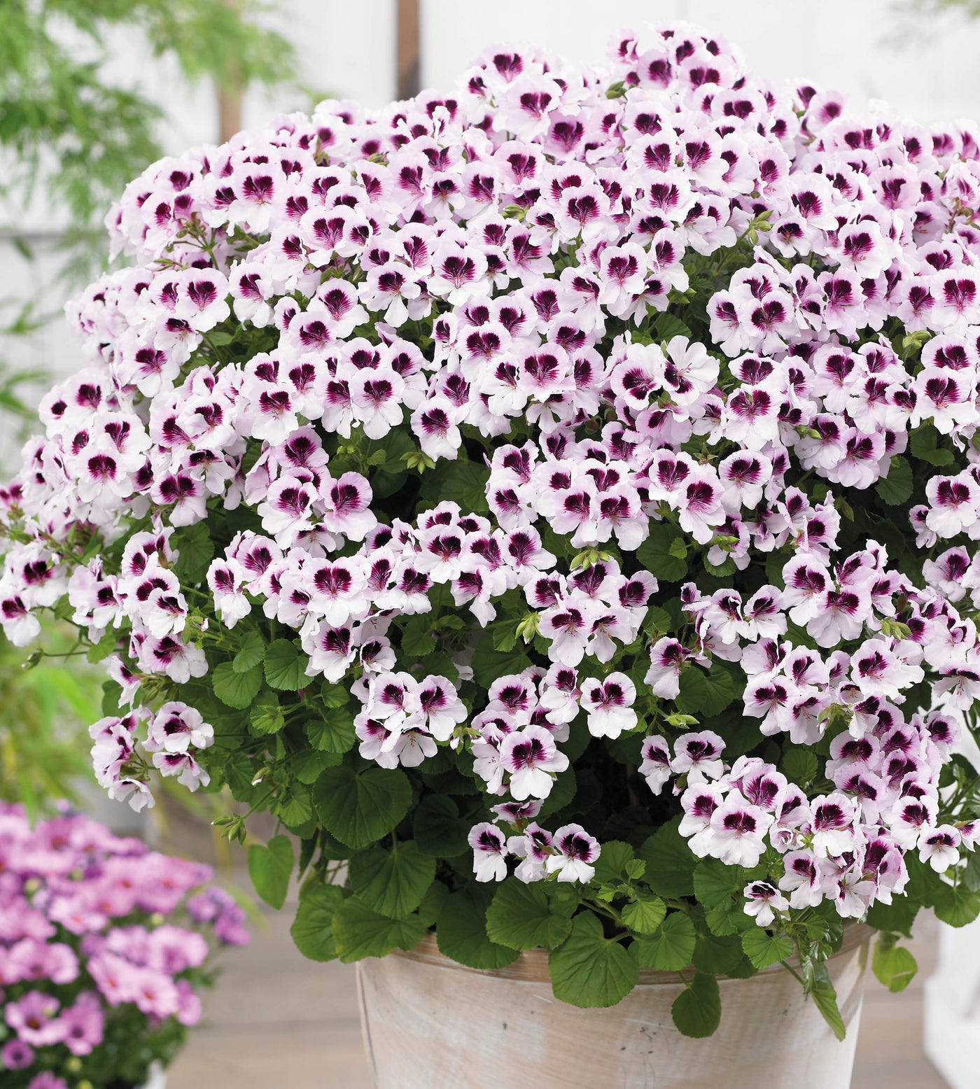 3 kpl Tuoksupelargoni ’Lizzy’