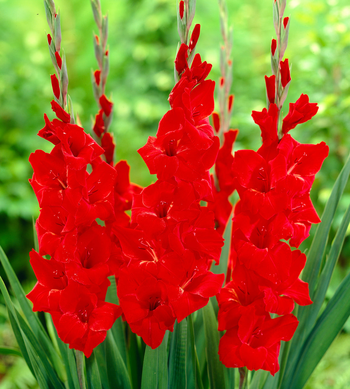 Gladiolus 'Oscar' 5 kpl