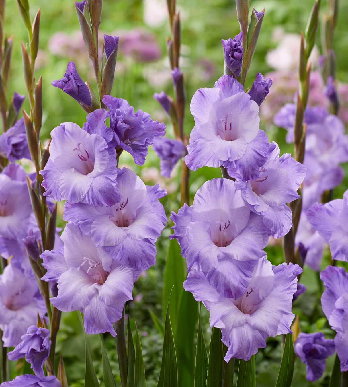 Gladiolus 'Milka' 5 kpl