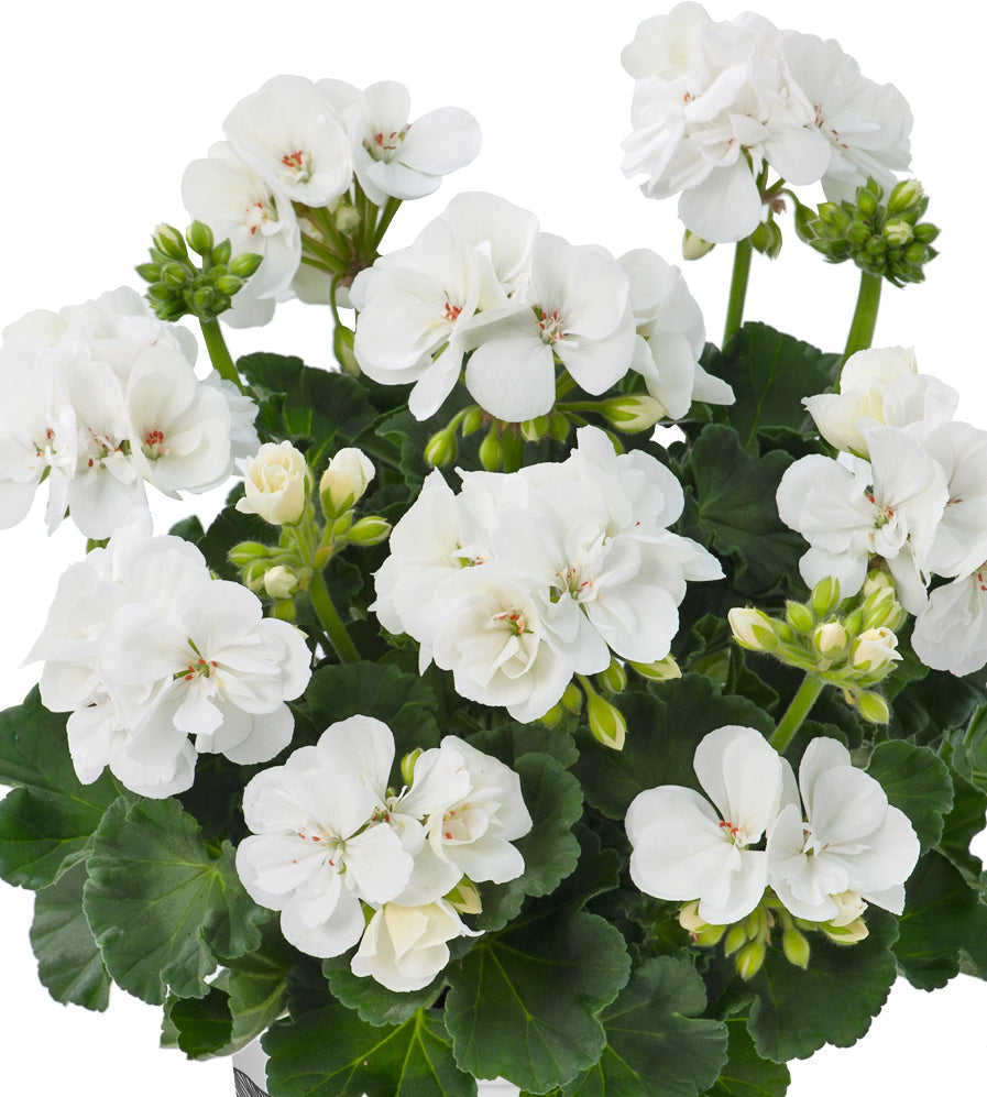 Pelargoni 'Trend Lasse' 3 kpl