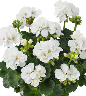 Pelargoni 'Trend Lasse' 3 kpl