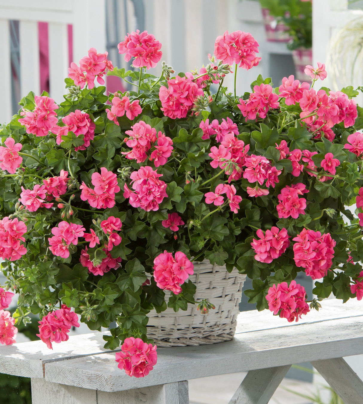 Riippapelargoni 'Linda' 3 kpl